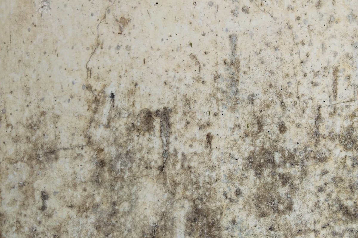 How Long Does It Take for Black Mold to Kill You?
