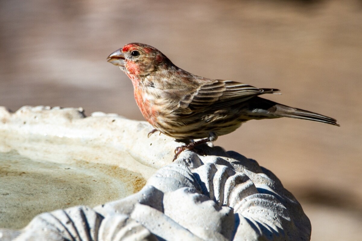 A bird on a water fountain 