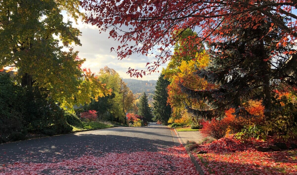 Eugene, Oregon trees