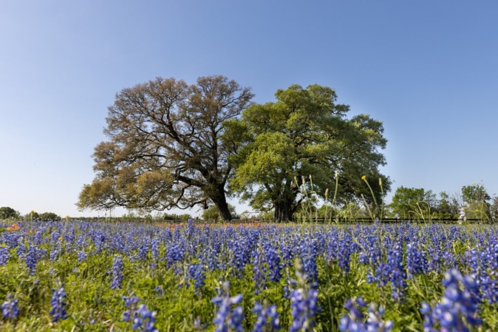 The 10 Best Places to Live in Texas in 2024