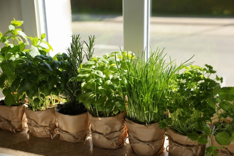 Lots of herbs sit on windowsill 