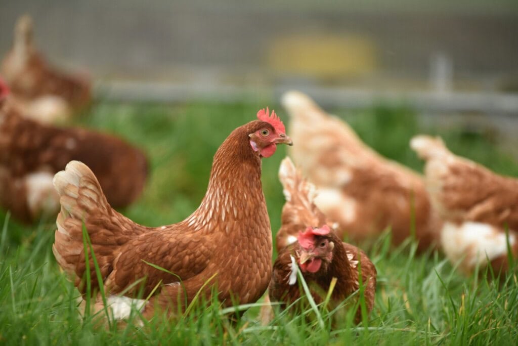 11 Benefits of Having Chickens: Why a Backyard Chicken Coop is Perfect for Your Homestead